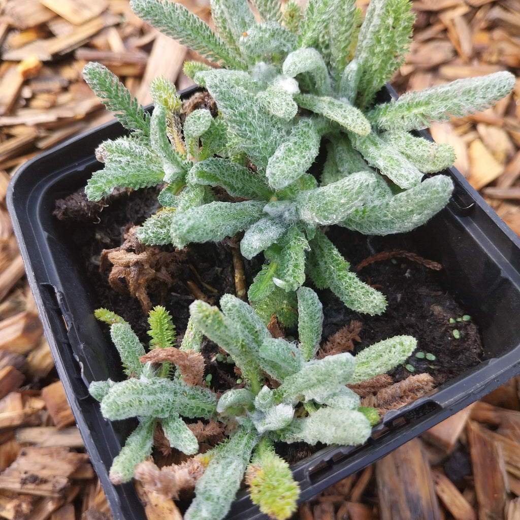 Achillea tomentosa ‚Aurea‘ – Garten-Teppich-Garbe im Topf