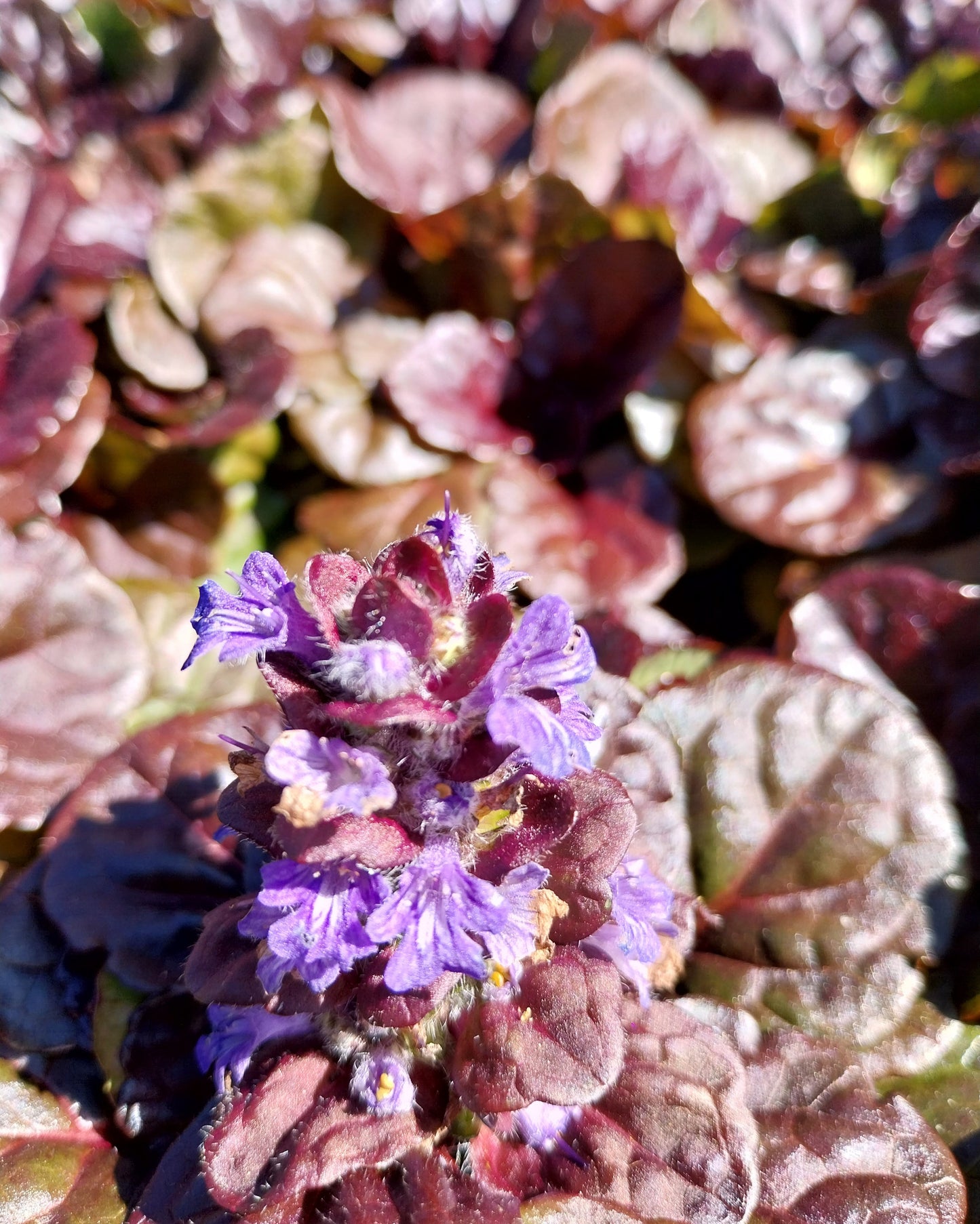 Ajuga reptans 'Black Scallop' ® Kriechender Günsel in Blüte