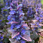 Ajuga reptans ‘Burgundy Glow’ – Mehrfarbiger Günsel Blüte