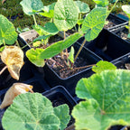 Alcea rosea Stockrose, Stockmalve