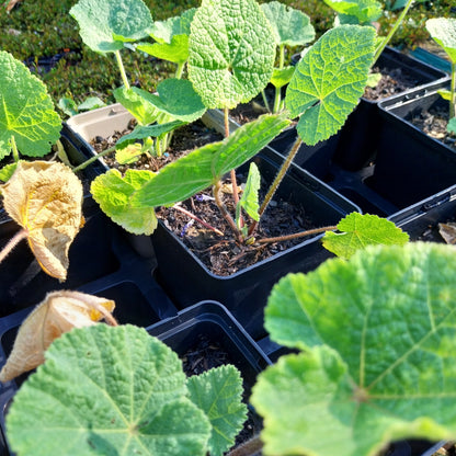 Alcea rosea Stockrose, Stockmalve