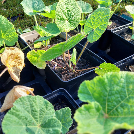 Alcea rosea Stockrose, Stockmalve