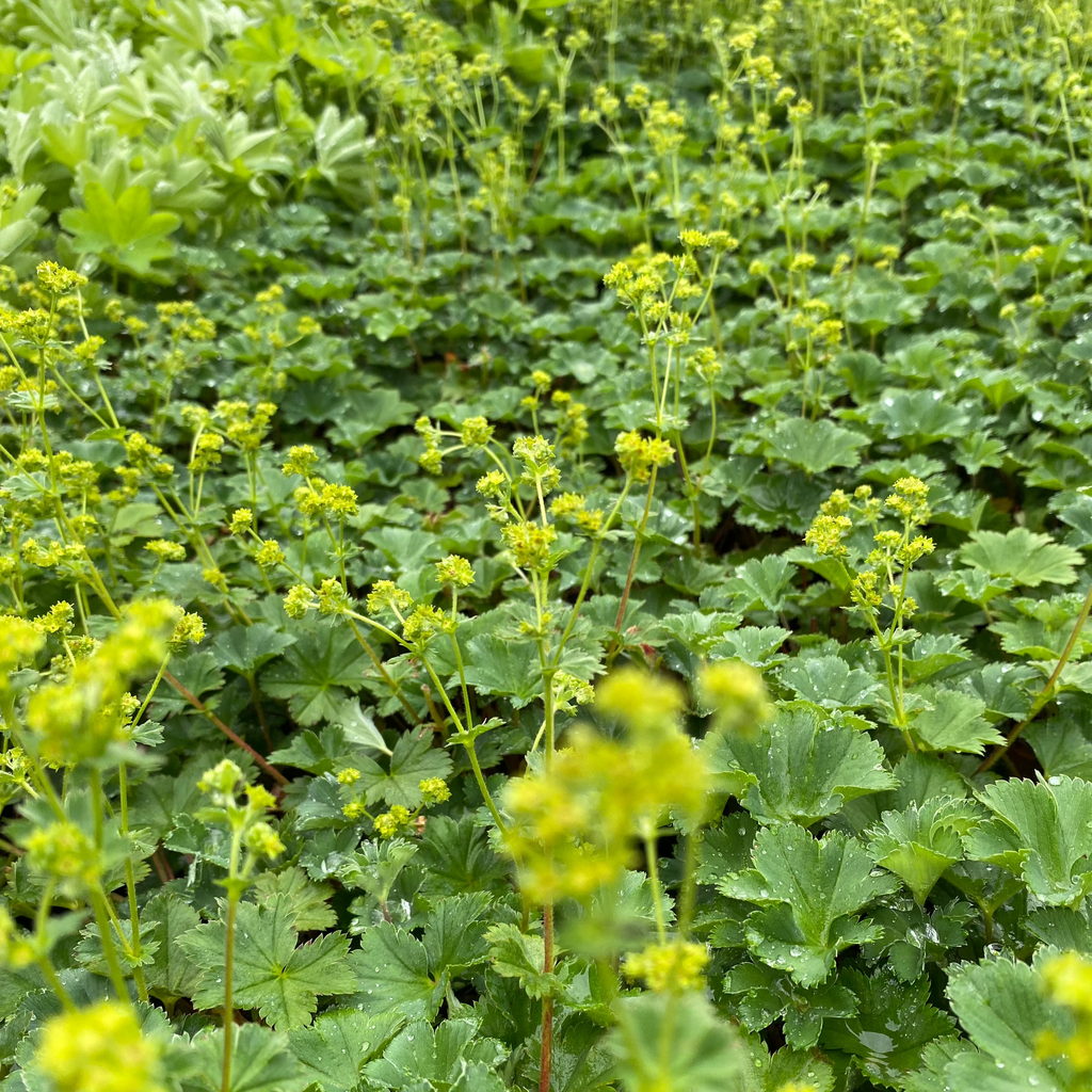 Frauenmantel in Blüte