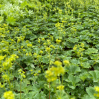 Frauenmantel in Blüte