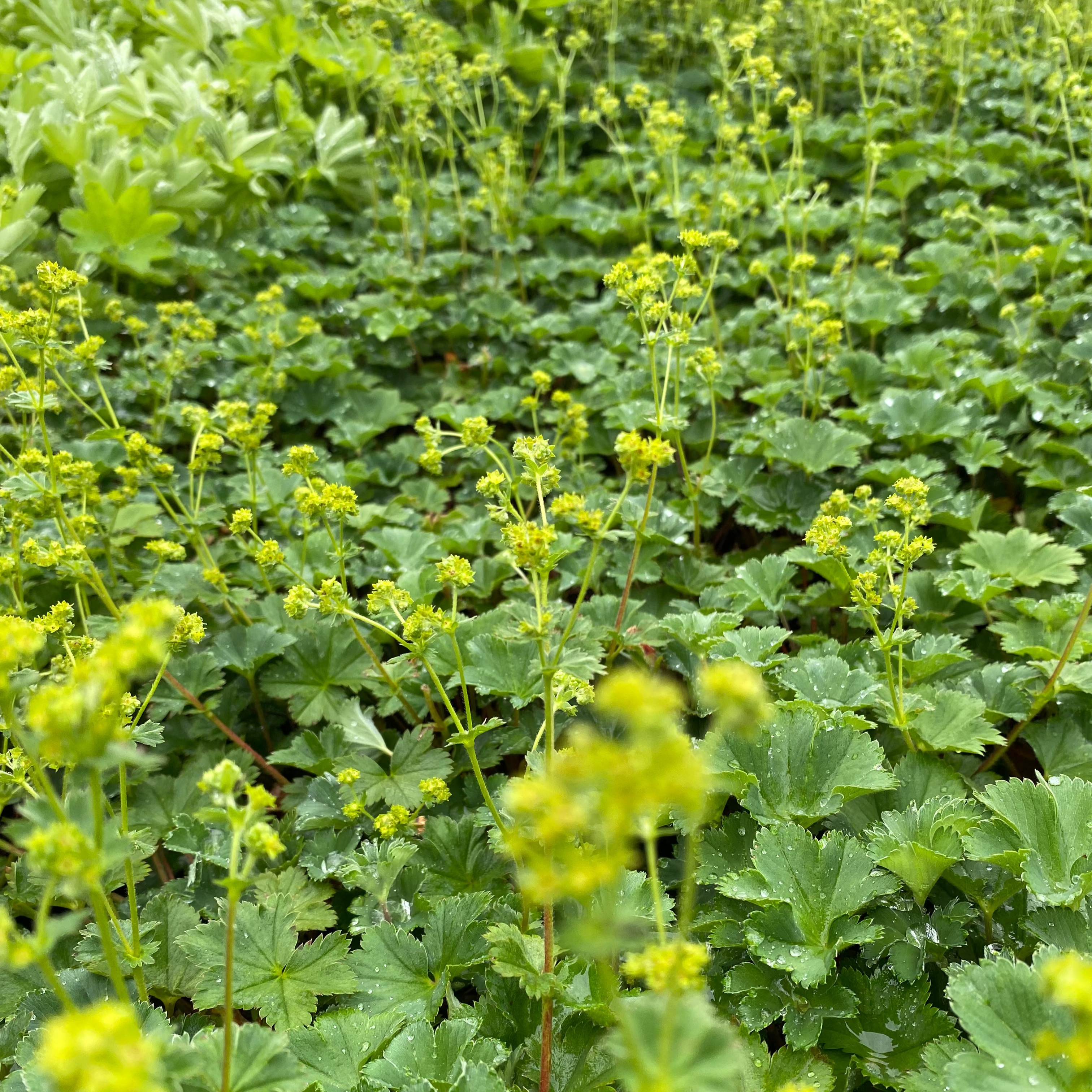 Frauenmantel in Blüte