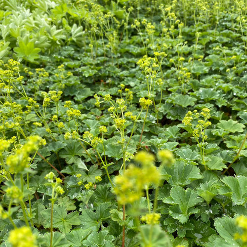Frauenmantel in Blüte