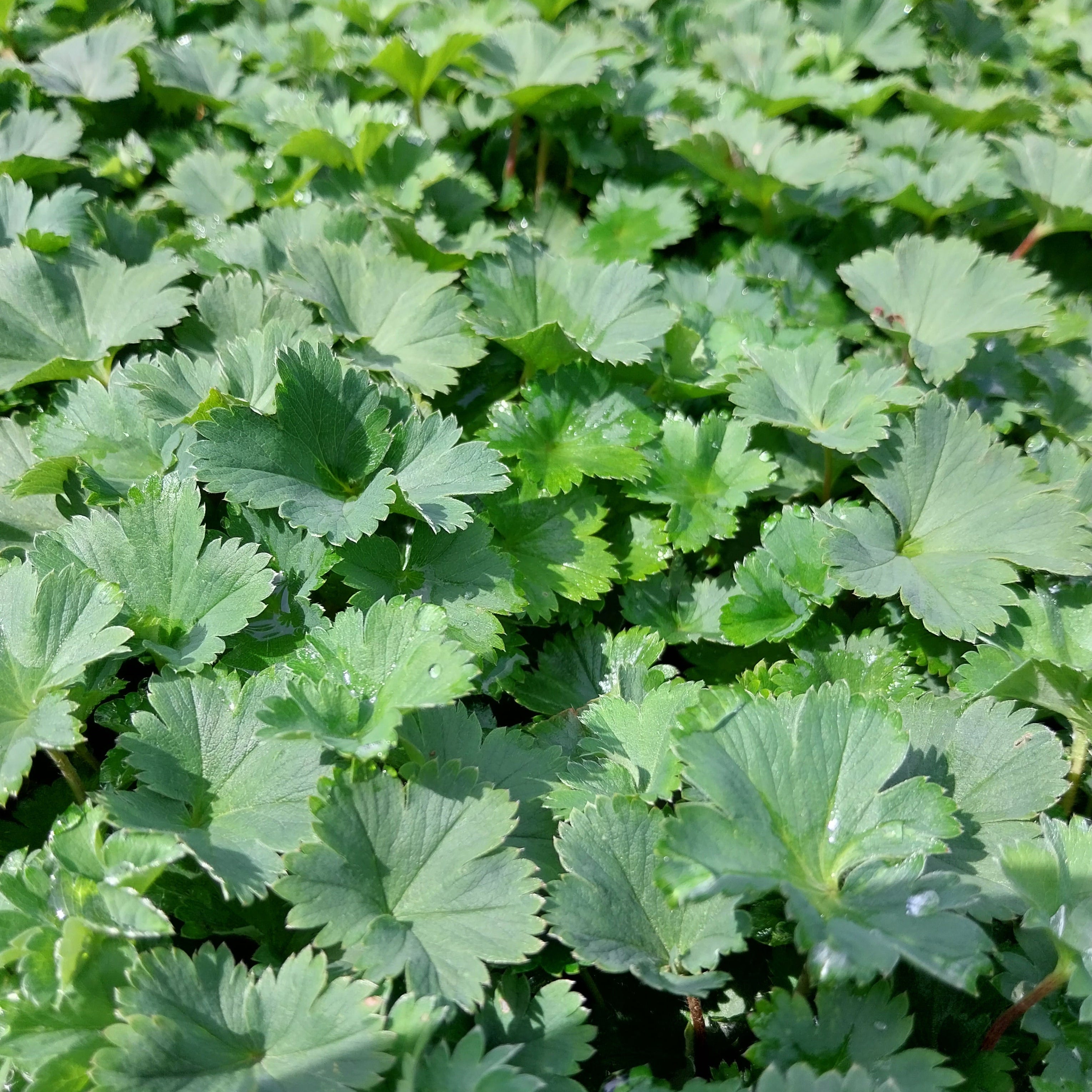 Frauenmantel Blätter