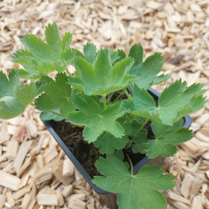Alchemilla sericata 'Gold Strike' Seidiger Frauenmantel