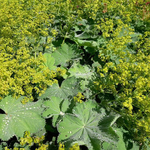 Großblättriger Frauenmantel, Schleier-Frauenmantel