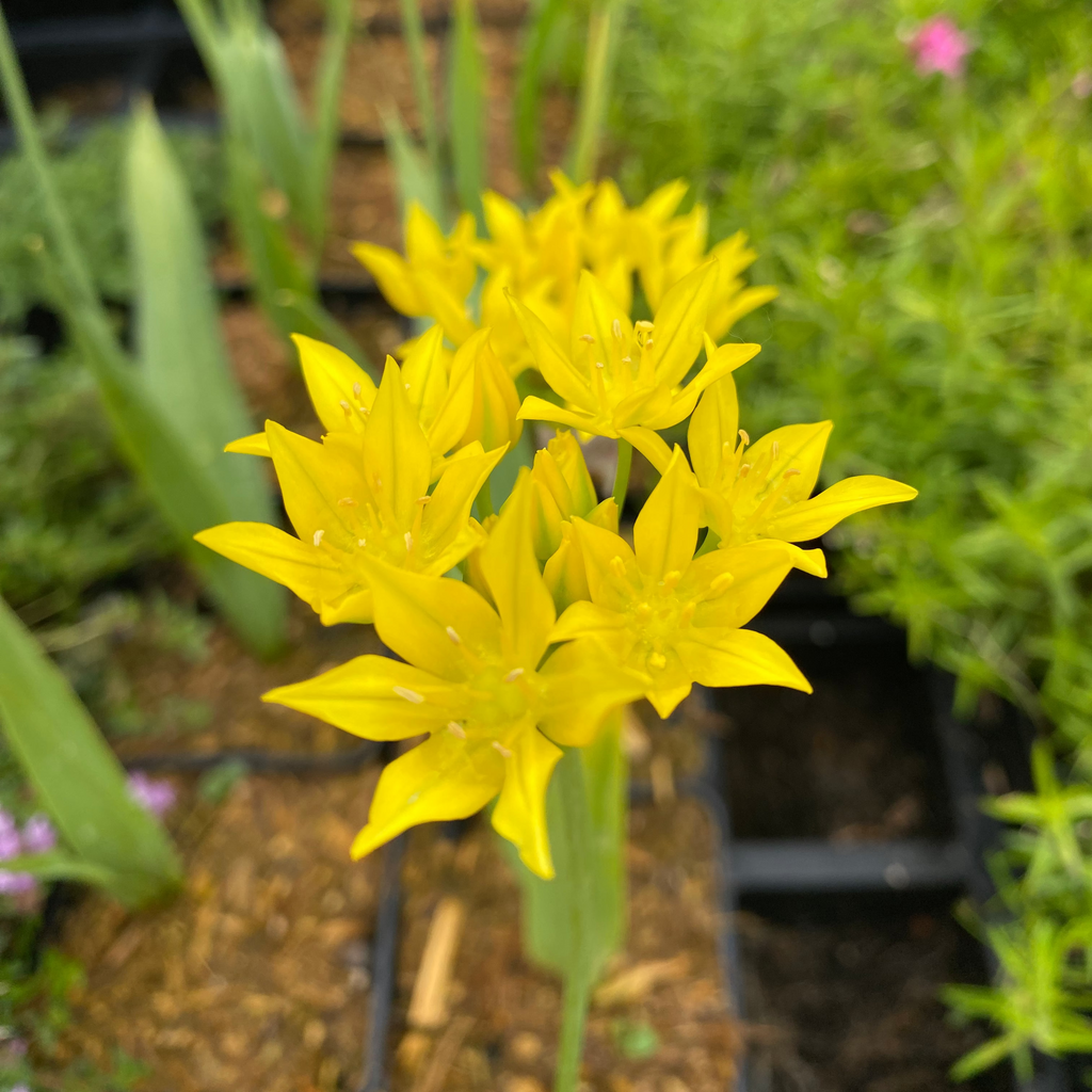 Allium moly Gold-Lauch