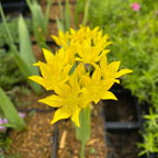 Allium moly Gold-Lauch