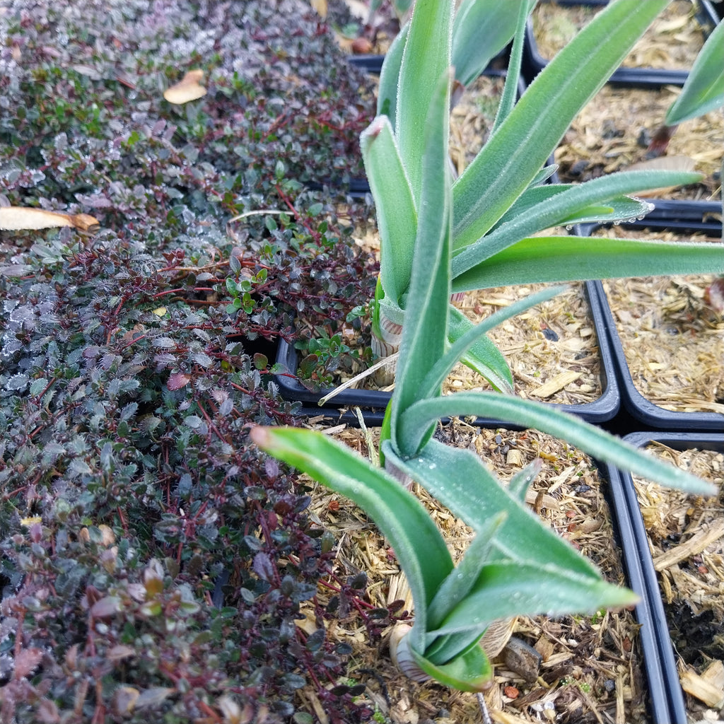 Allium obliquum 