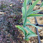 Allium obliquum 