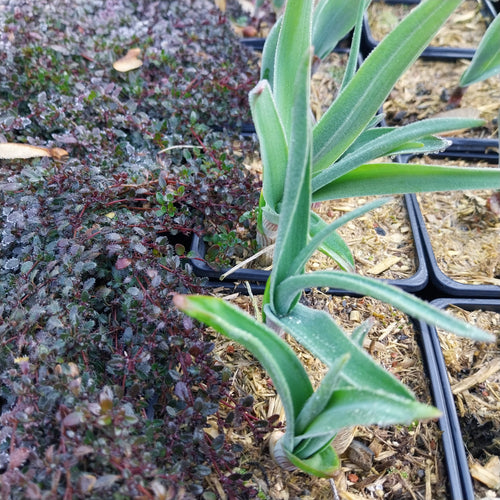 Allium obliquum 