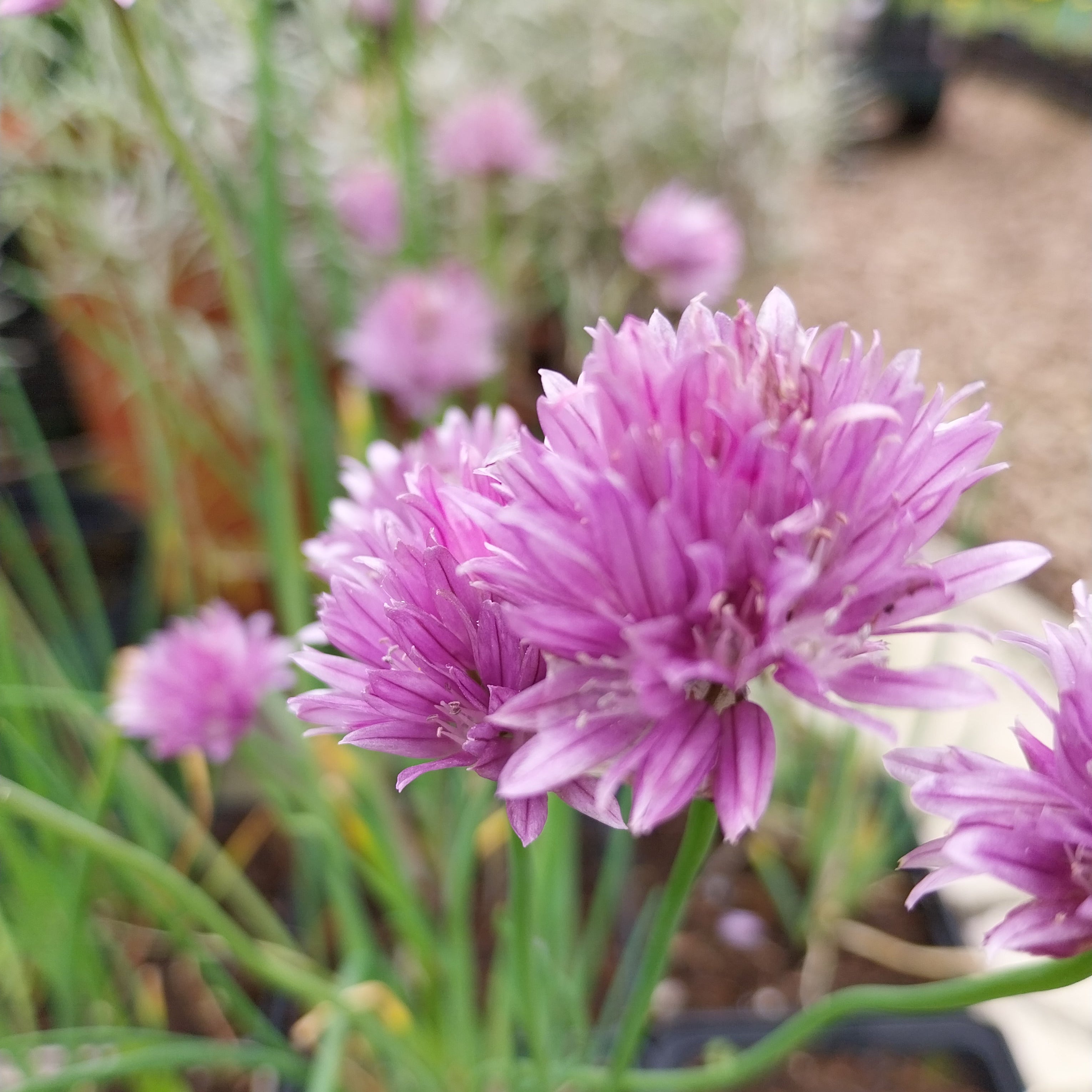 Allium schoenoprasum Blüte