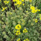 Alyssum montanum 'Berggold' Berg-Steinkraut