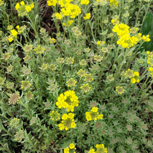 Alyssum montanum 'Berggold' Berg-Steinkraut