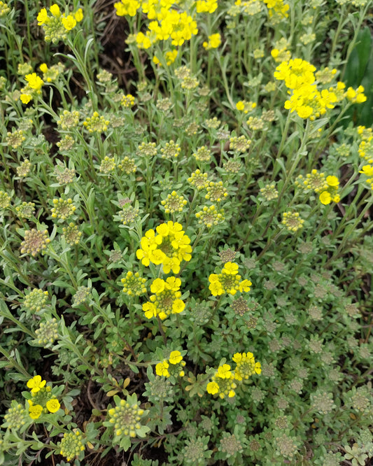 Alyssum montanum 'Berggold' Berg-Steinkraut