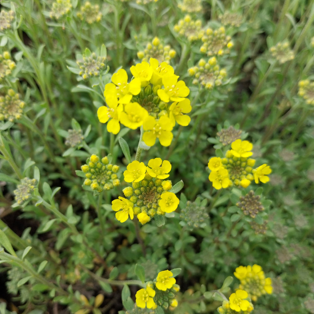 Alyssum montanum 'Berggold' Berg-Steinkraut in Blüte