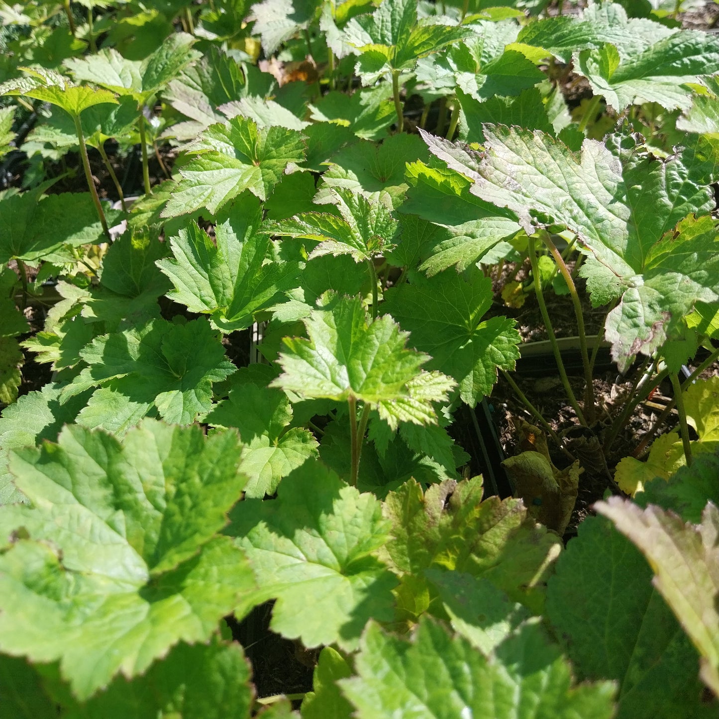 Anemone japonica 'Honorine Jobert' Herbst-Anemone