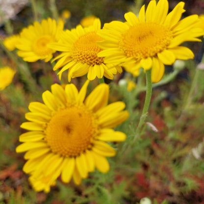 Anthemis tinctoria Färber-Hundskamille