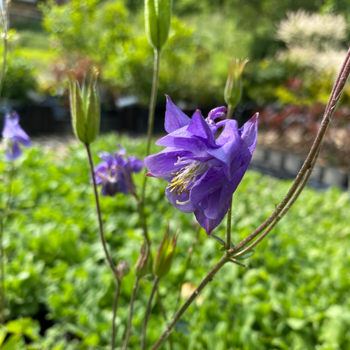 Aquilegia vulgaris Gewöhnliche Akelei