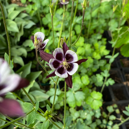 Aquilegia vulgaris 'William Guiness' Akelei