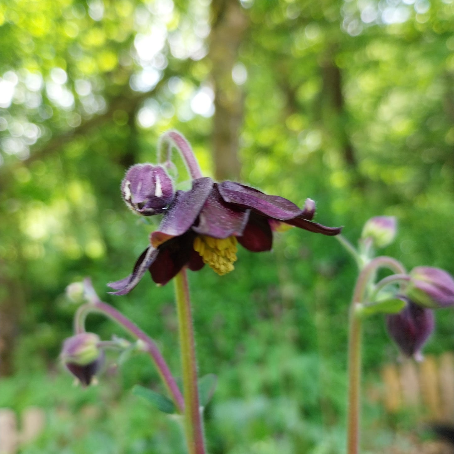 Aquilegia vulgaris var. stellata 'Black Barlow' Akelei