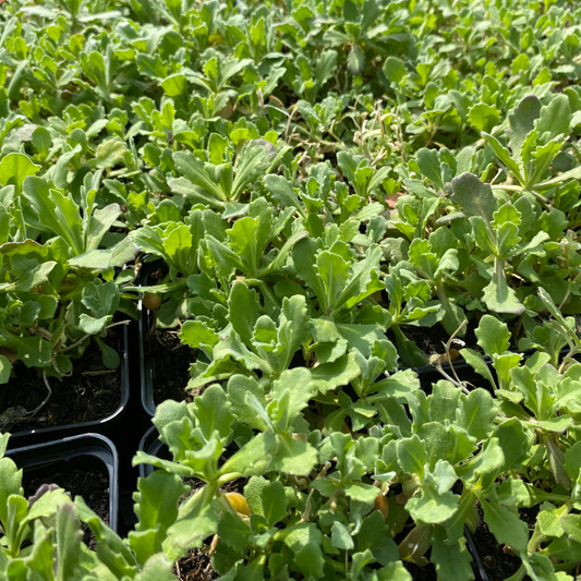 Arabis × arendsii 'La Fraicheur' Gänsekresse
