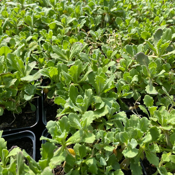 Arabis × arendsii 'La Fraicheur' Gänsekresse