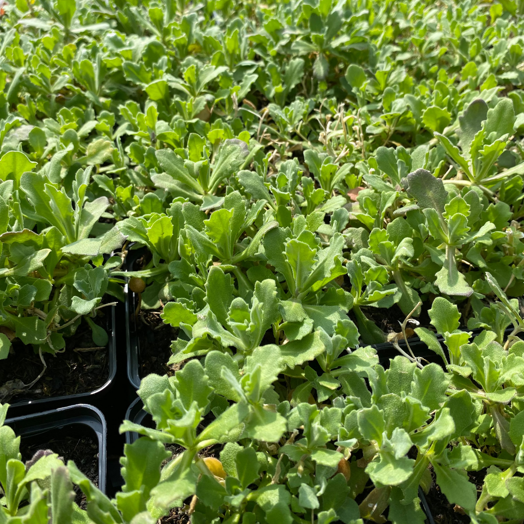 Arabis caucasica 'Schneeball' Gänsekresse