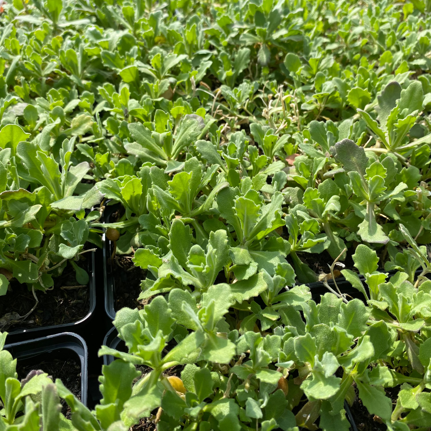 Arabis caucasica 'Schneeball' Gänsekresse