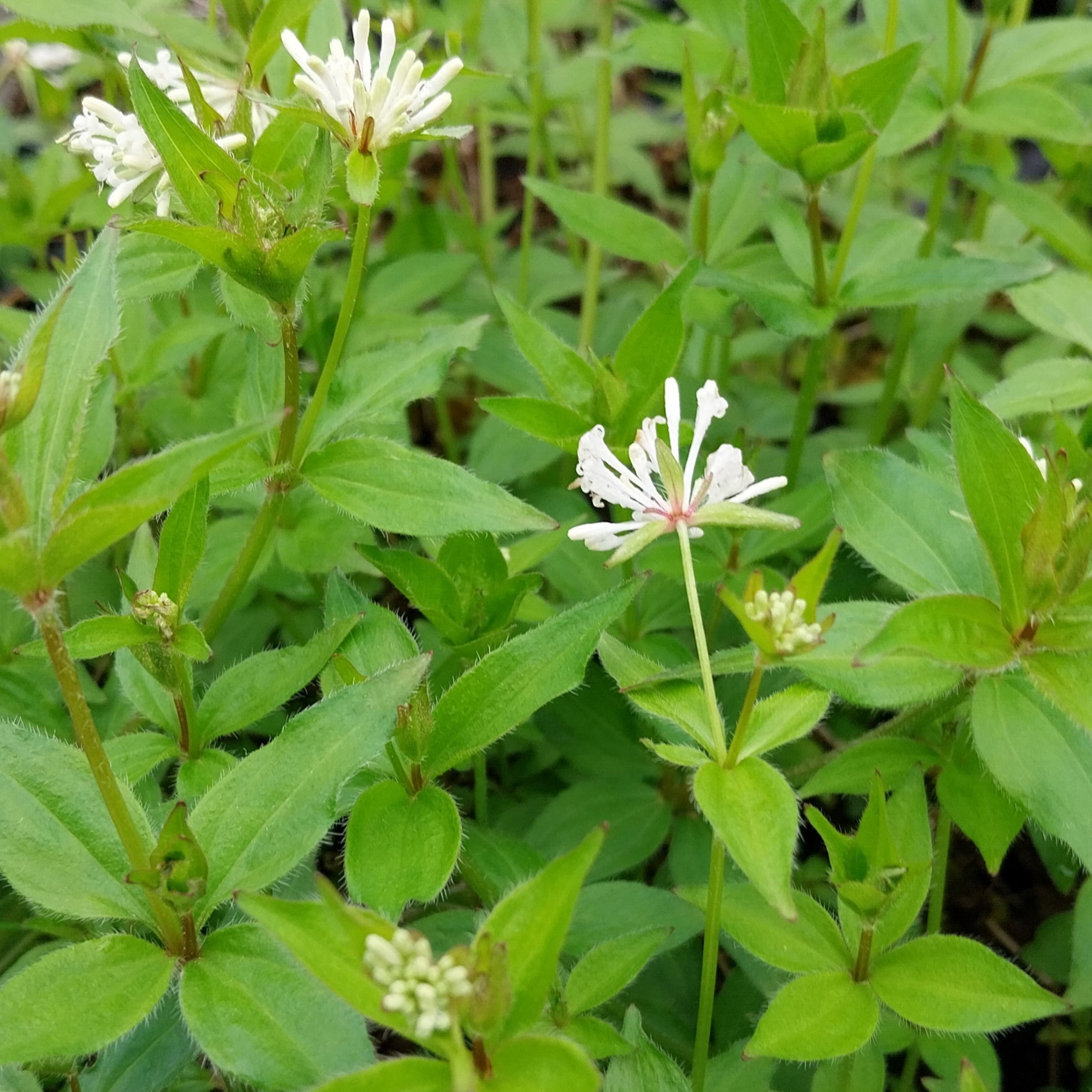 Asperula taurina – Turiner Meier blüte