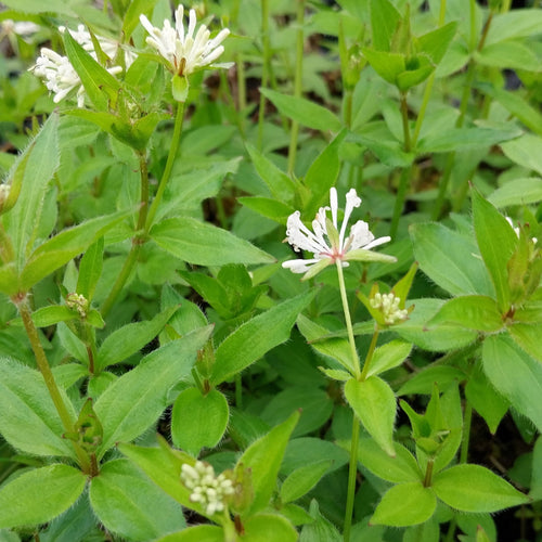 Asperula taurina – Turiner Meier blüte