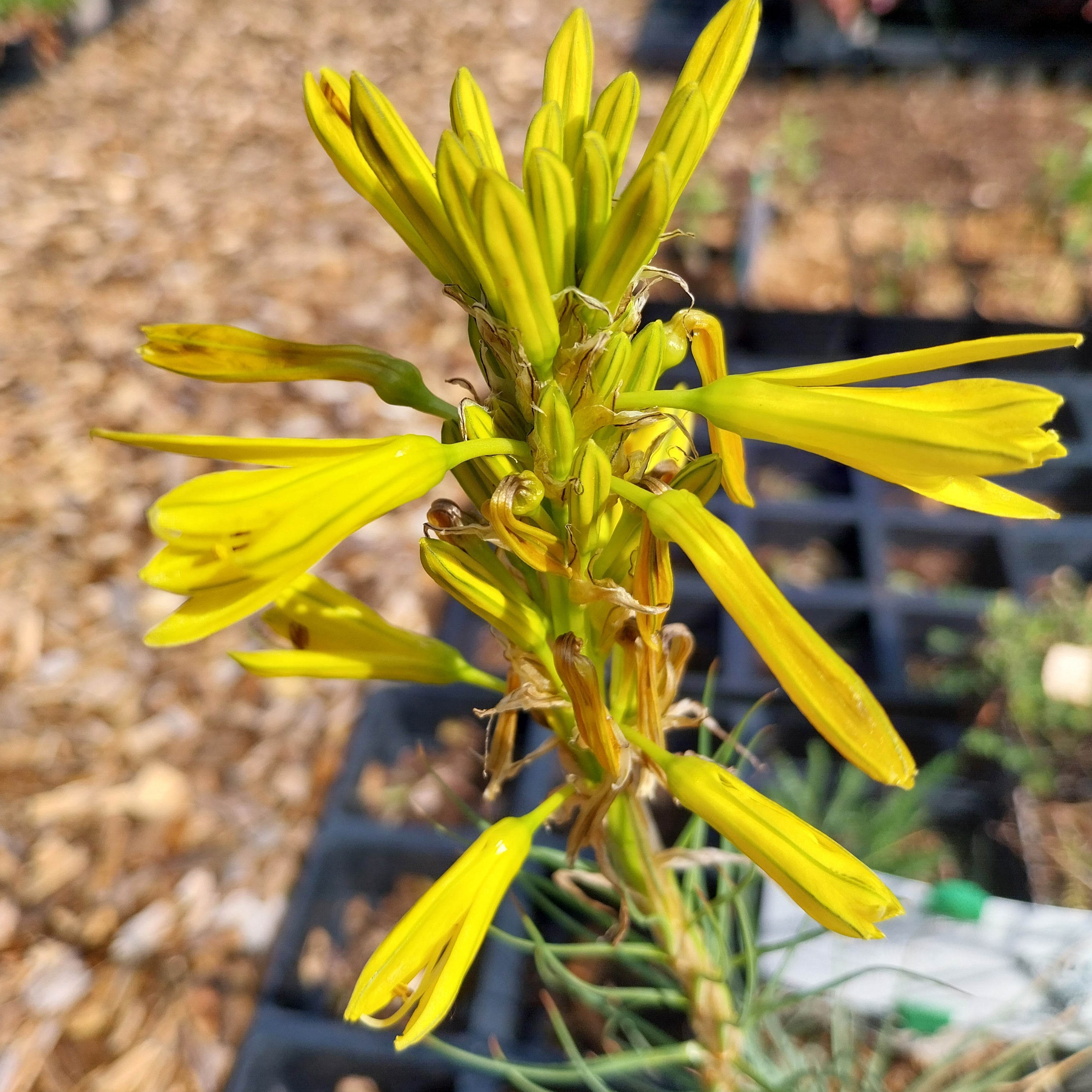 Asphodeline lutea – Mediterrane Junkerlilie Blüte