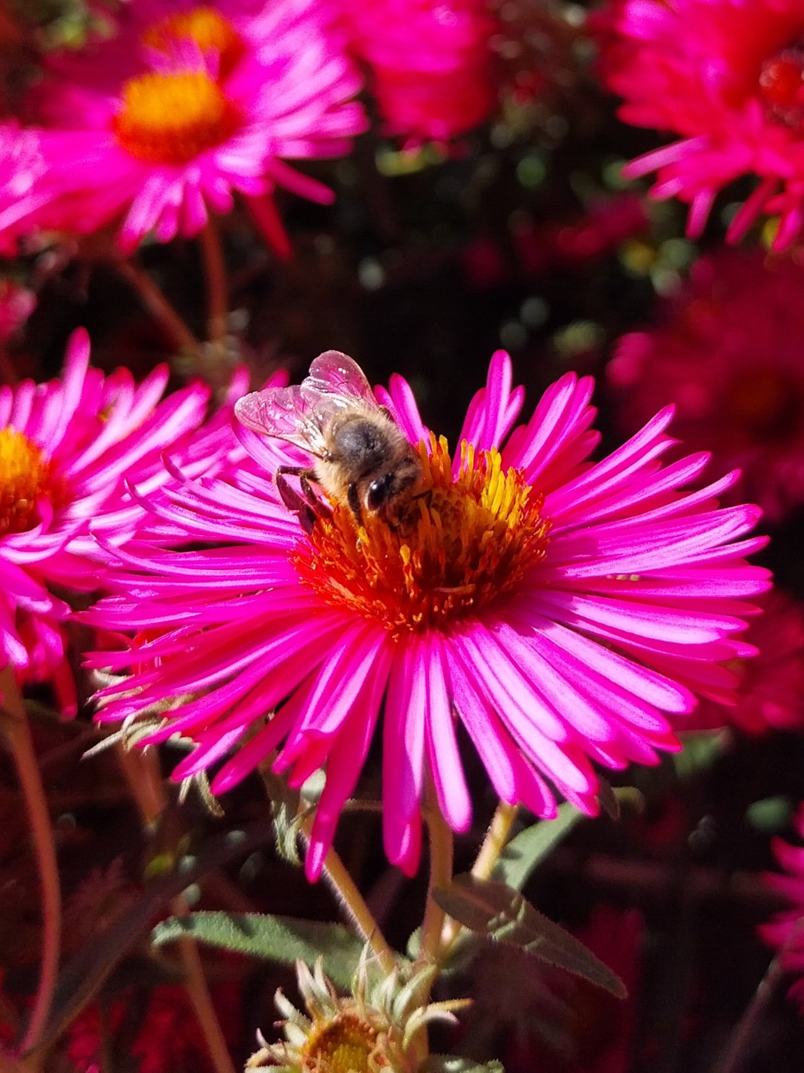 Aster novae-angliae 'Alma Pötschke' Raublatt-Aster