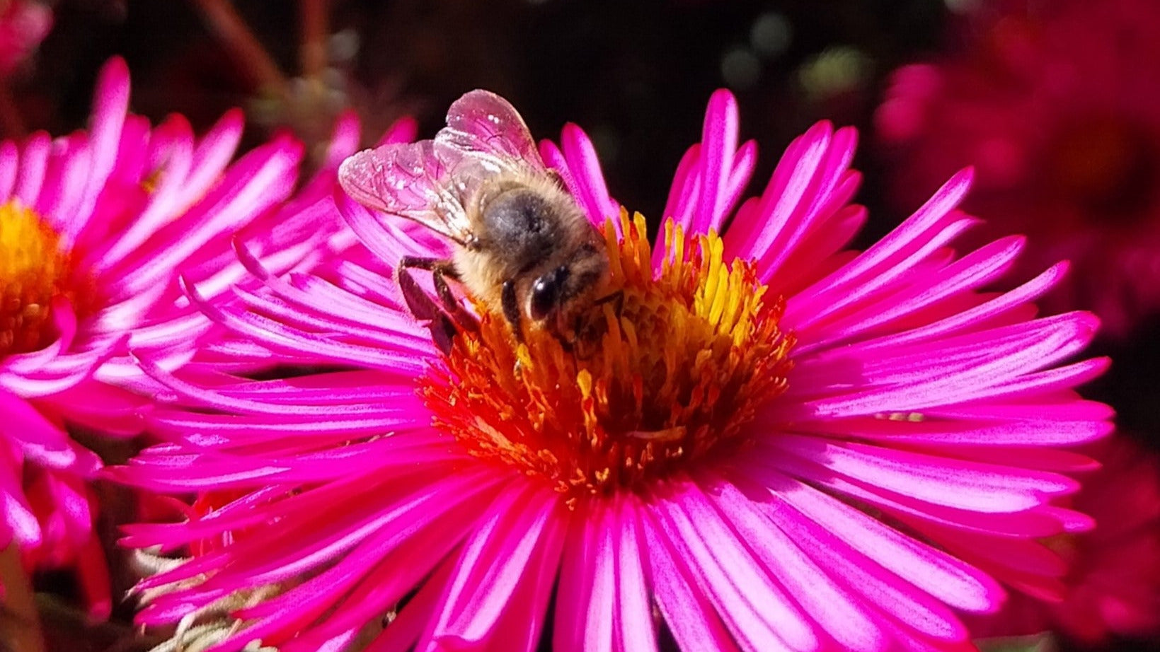 Aster novae-angliae 'Alma Pötschke' Raublatt-Aster mit Biene 
