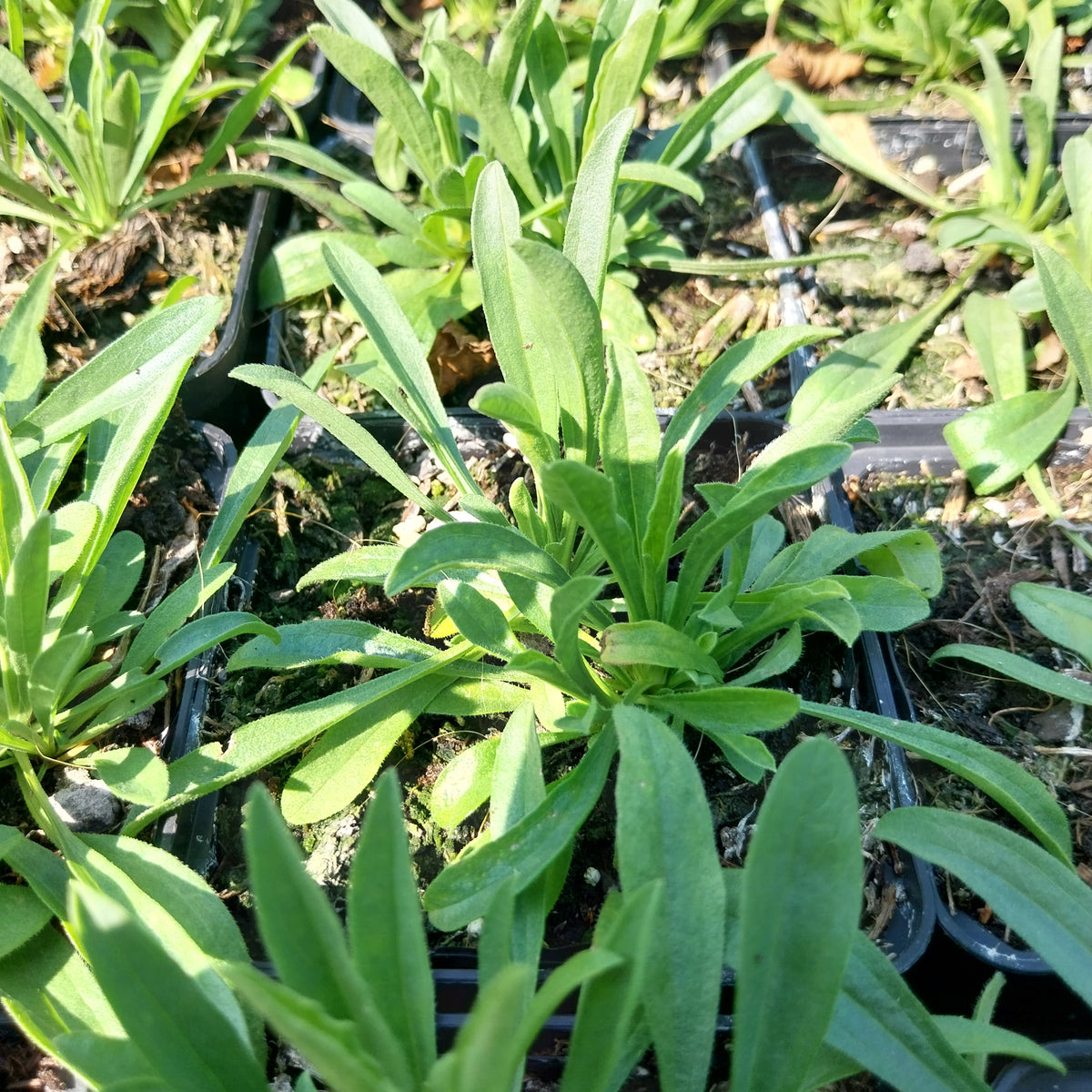 Aster alpinus 'Goliath' Alpen-Aster