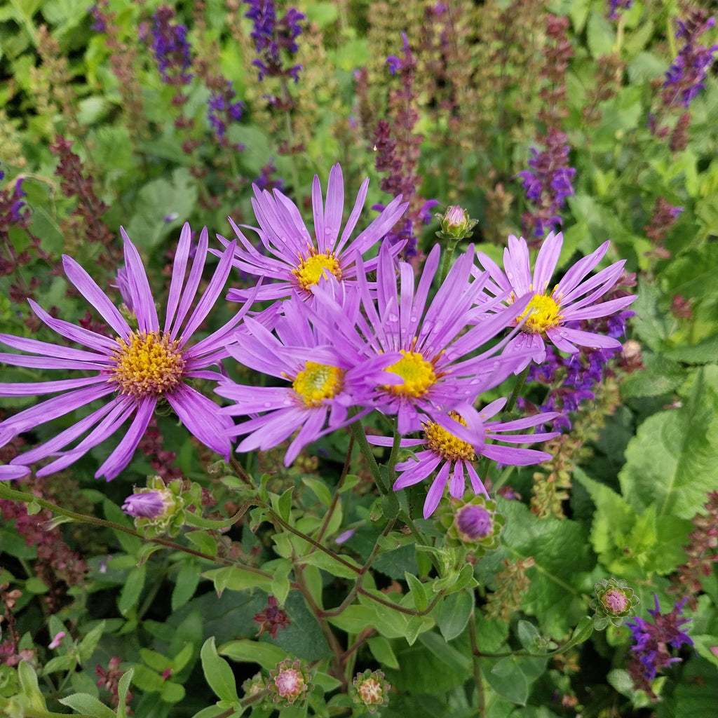 Aster amellus 'Rudolf Goethe'