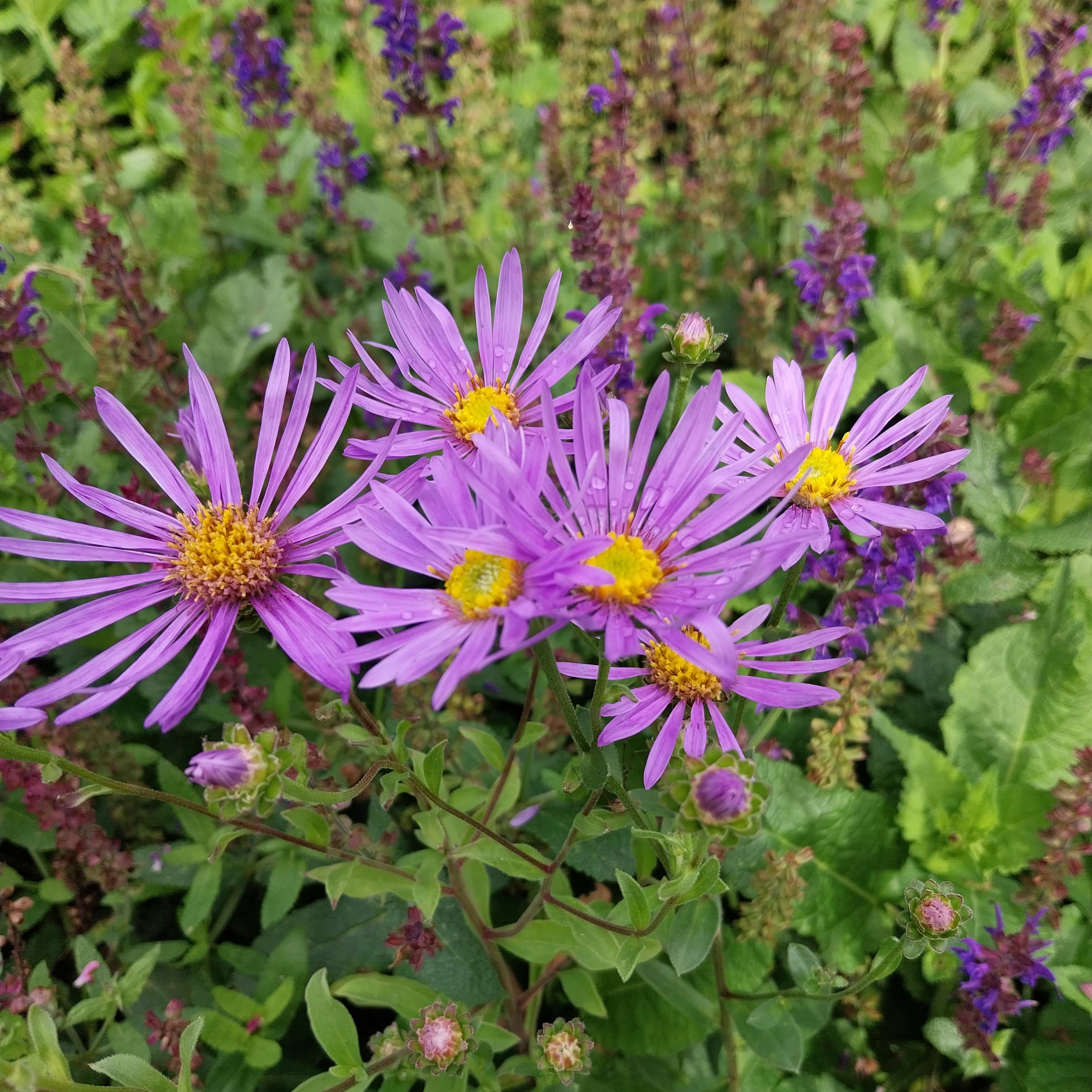 Aster amellus 'Rudolf Goethe'