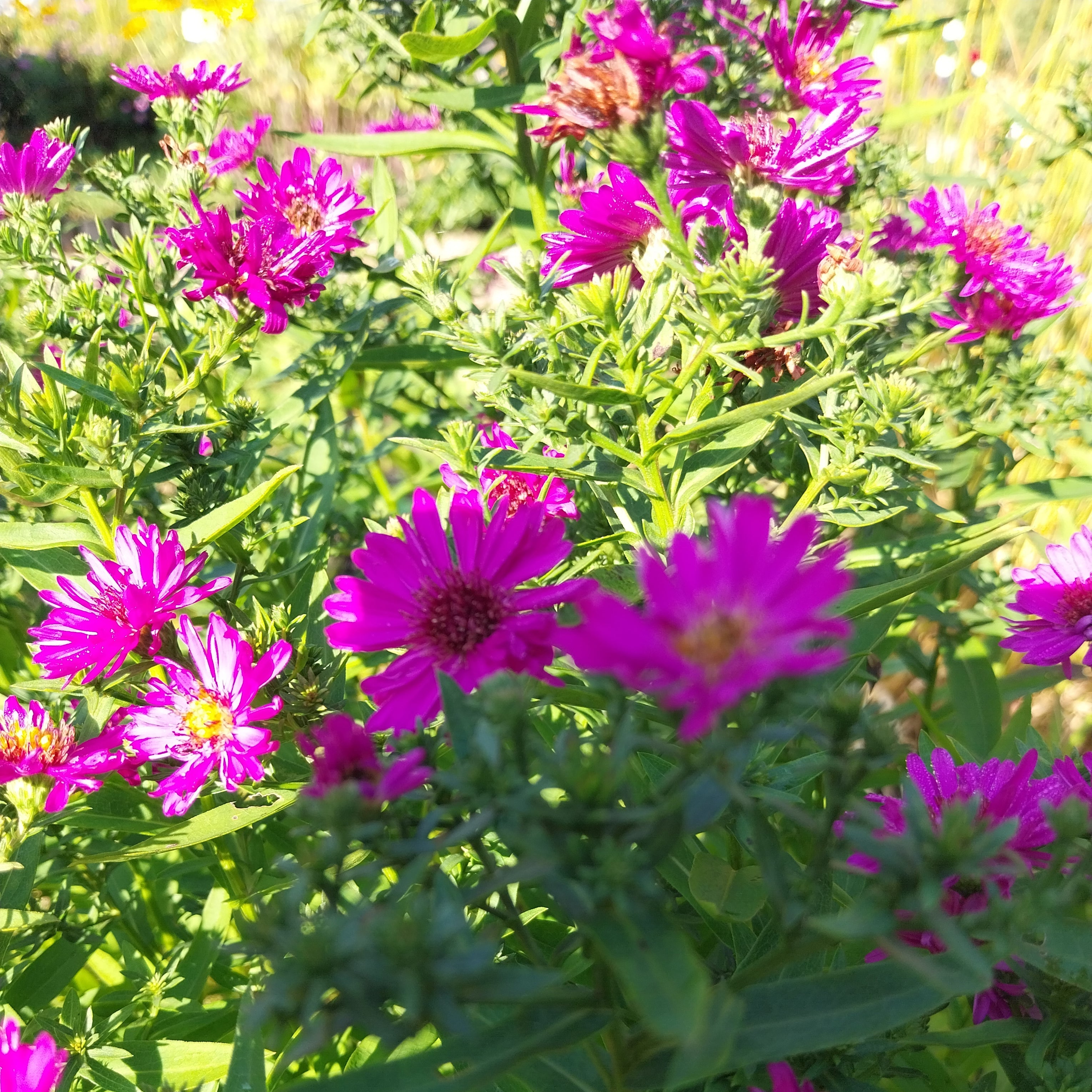 Aster dumosus 'Jenny'