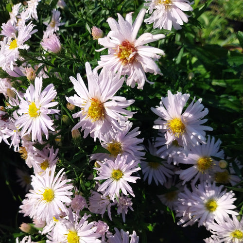 Aster dumosus 'Kristina'