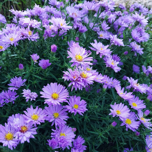 Aster dumosus 'Lady in Blue'