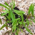 Aster dumosus 'Prof Anton Kippenberg'