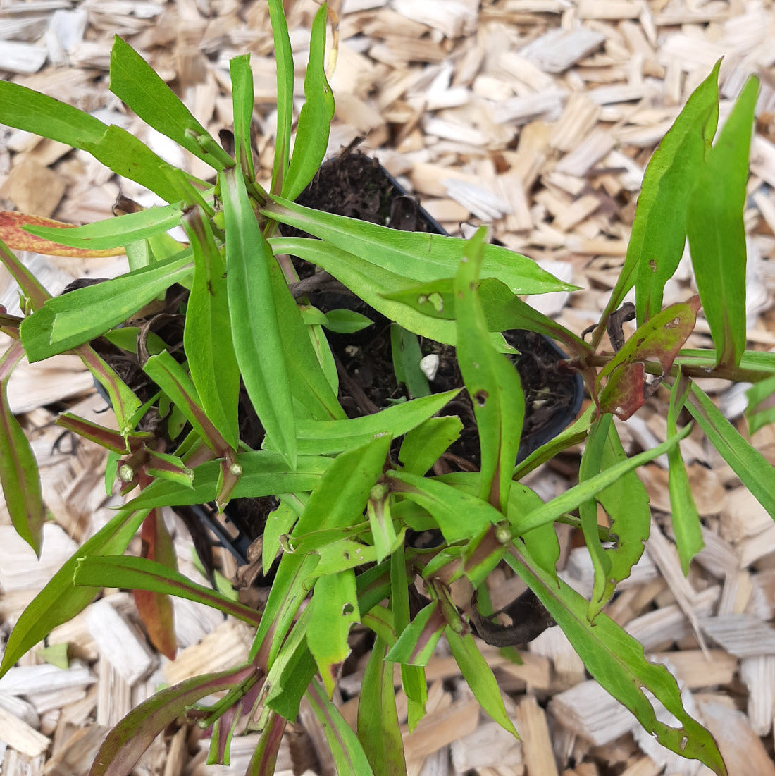Aster dumosus 'Prof Anton Kippenberg'