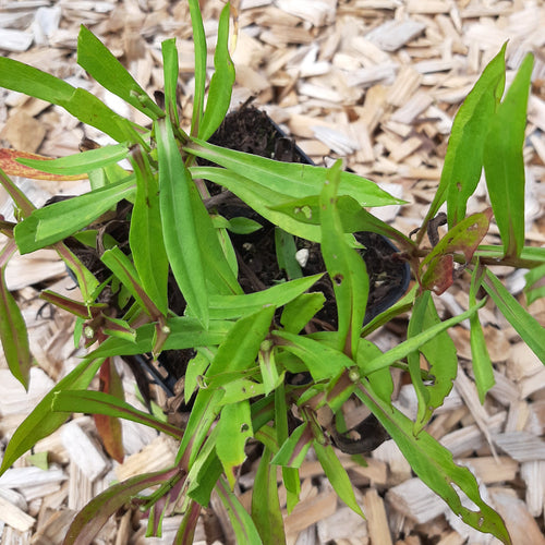Aster dumosus 'Prof Anton Kippenberg'