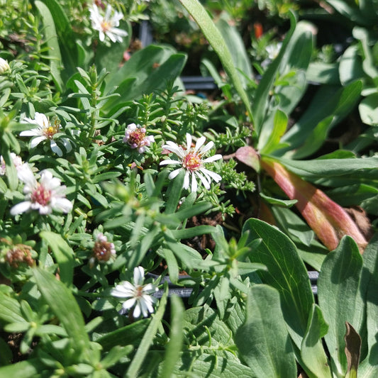 Aster ericoides subsp. pansus 'Snow Flurry' Teppich-Aster