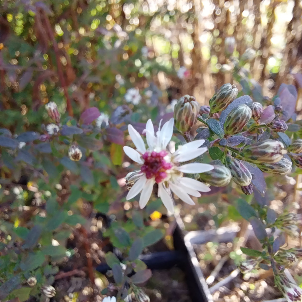 Aster lateriflorus var. horizontalis 'Prince'