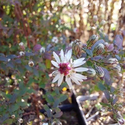 Aster lateriflorus var. horizontalis 'Prince'