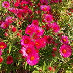 Aster novae-angliae 'Alma Pötschke'